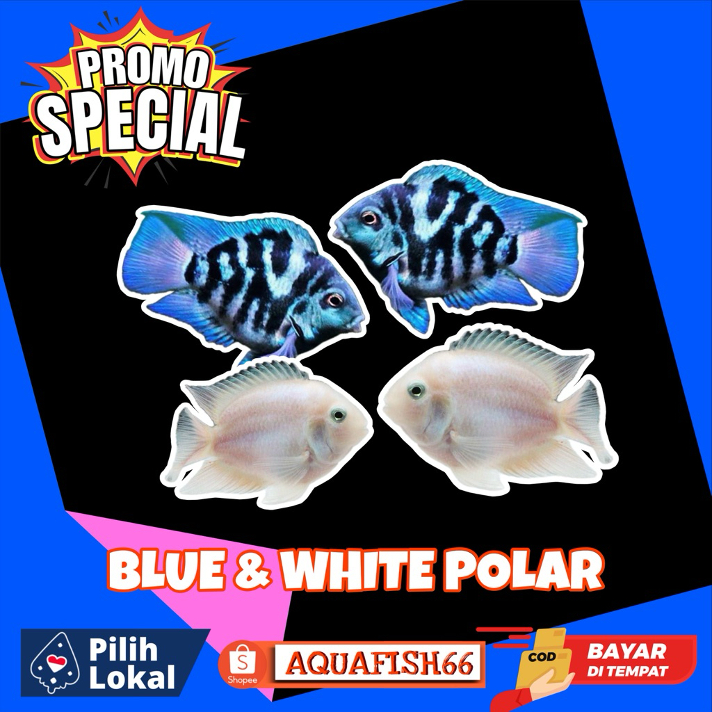 PAKET CHICLID BLUE DAN PLATINUM POLAR PARROT SIZE M-L BERGARANSI