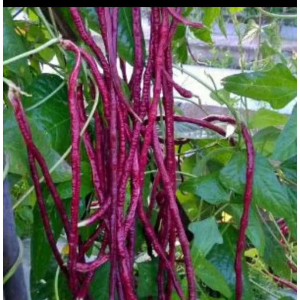 5 Biji/ Benih Kacang Panjang Ungu