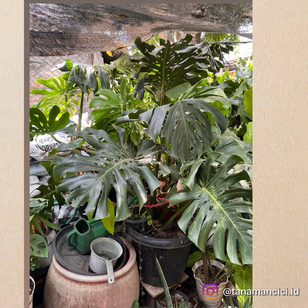 tanaman monstera king daun besar tanaman surabaya