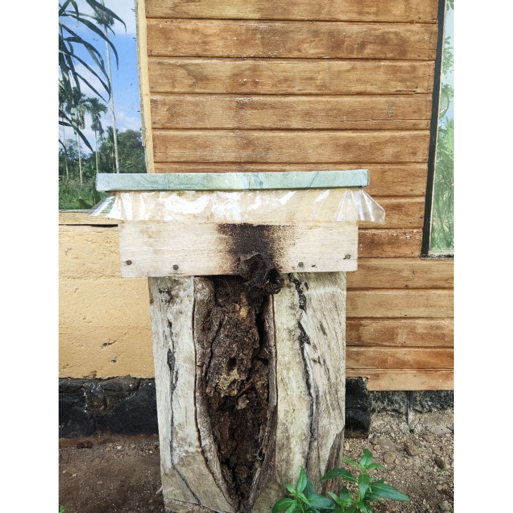 Kelulut Thoracica/ Lebah Trigona/ Tanpa Sengat.