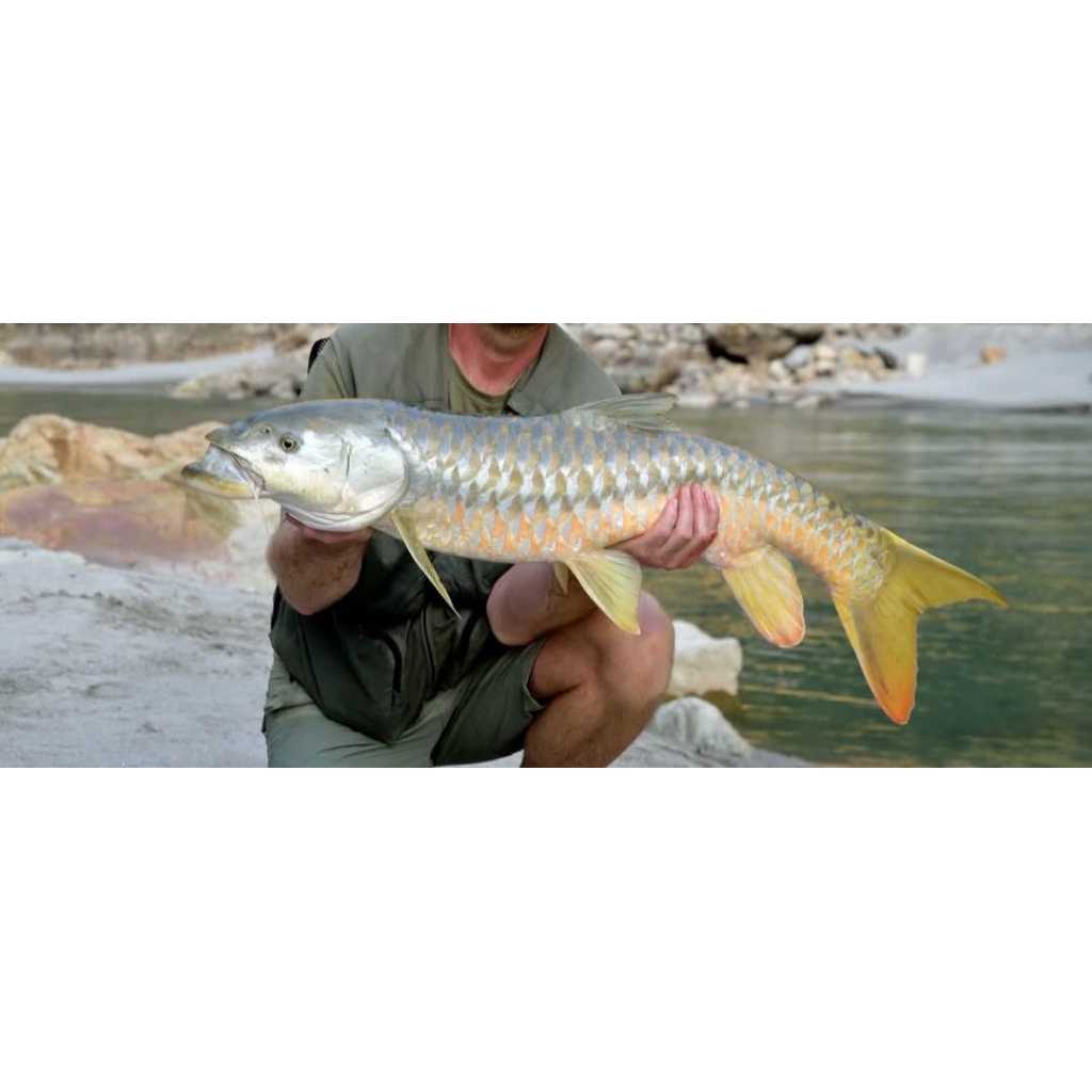 Tor Putitora Golden WC Nepal ori yagesya