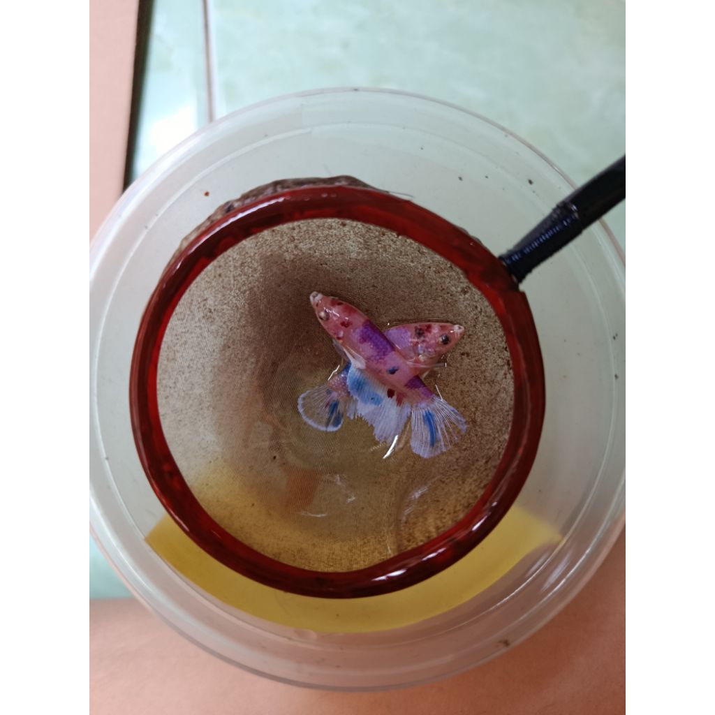 PAIR BAHAN & FEMALE SIAP BREED HMDE MULTICOLOR BANG ANE AHMAD