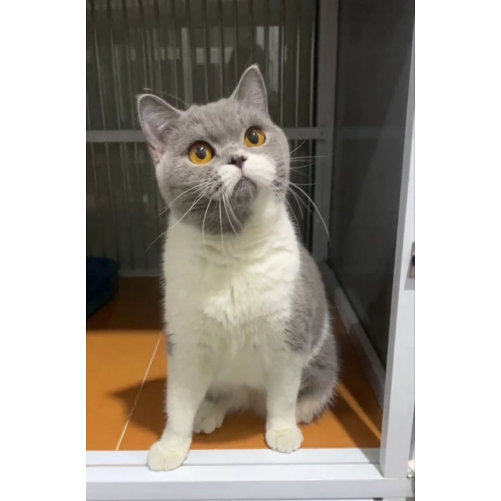 Bsh Bicolor Blue Female Pedigree WCF