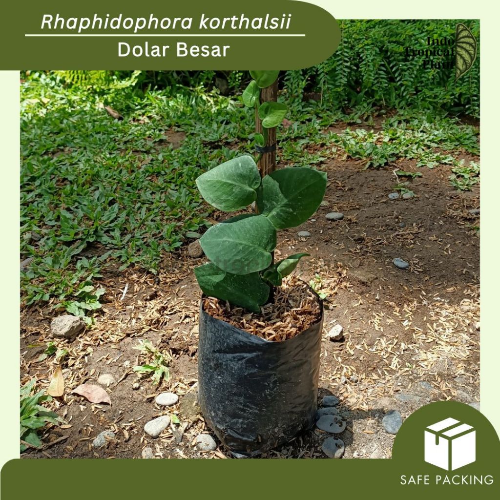 Tanaman Hias Dolar Besar / Rhaphidophora korthalsii / Hiasan Taman