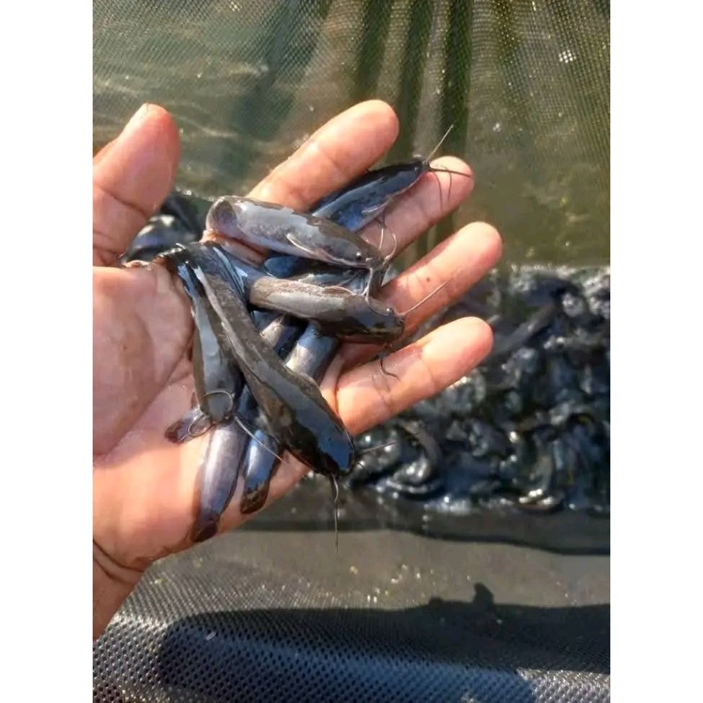 Bibit ikan lele ukuran 7-8cm paketan isi 10
