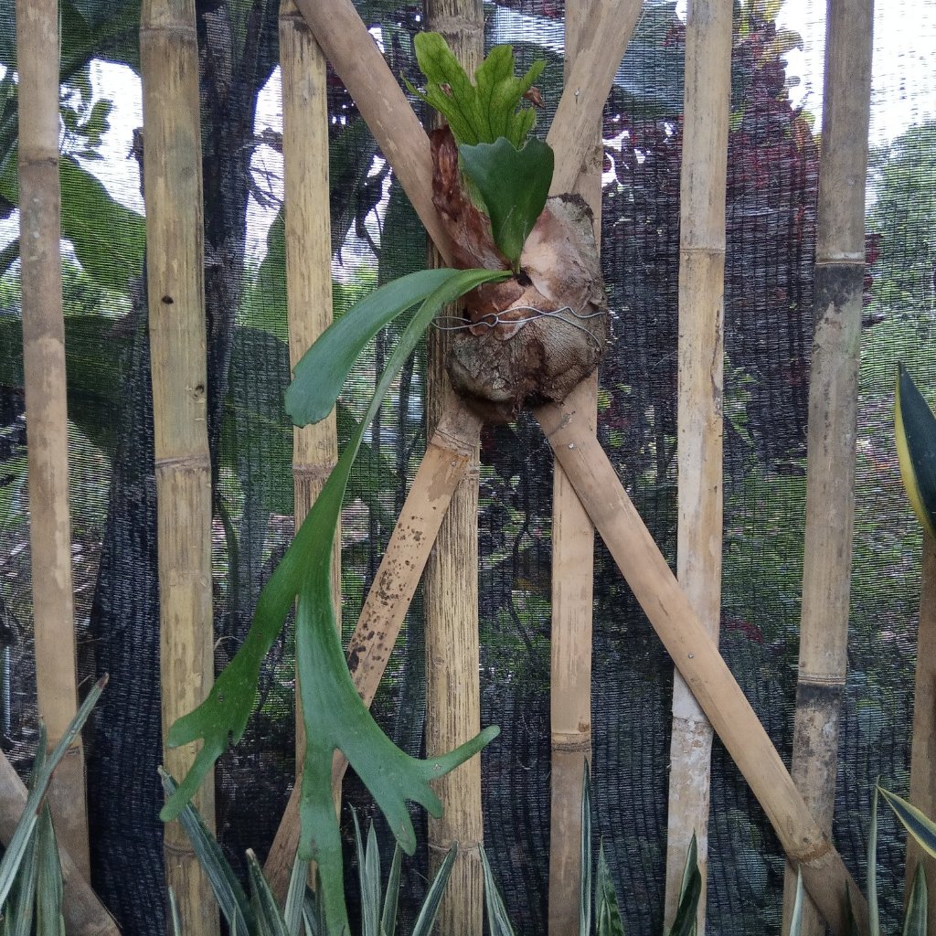 Tanaman Hias Paku Tanduk Rusa - Paku tanduk rusa - Tanaman tanduk rusa - tanduk rusa