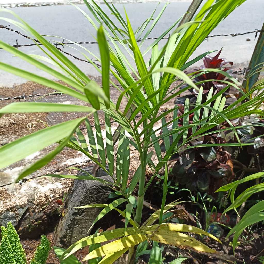 Tanaman Hias Palem Kuning | palem kuning | palem