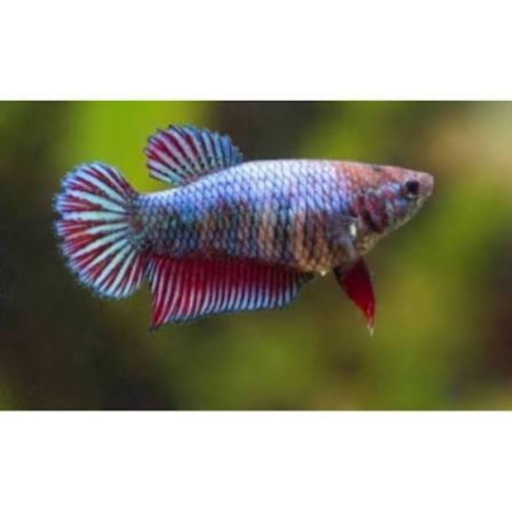 Ikan Cupang Betina full telur/Cupang Halfmon Female