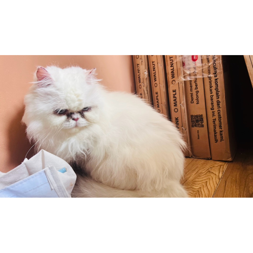 Adopsi betina birahi kucing persia putih boneka hidup bulu kapas kaki pendek kucing scottish fold do