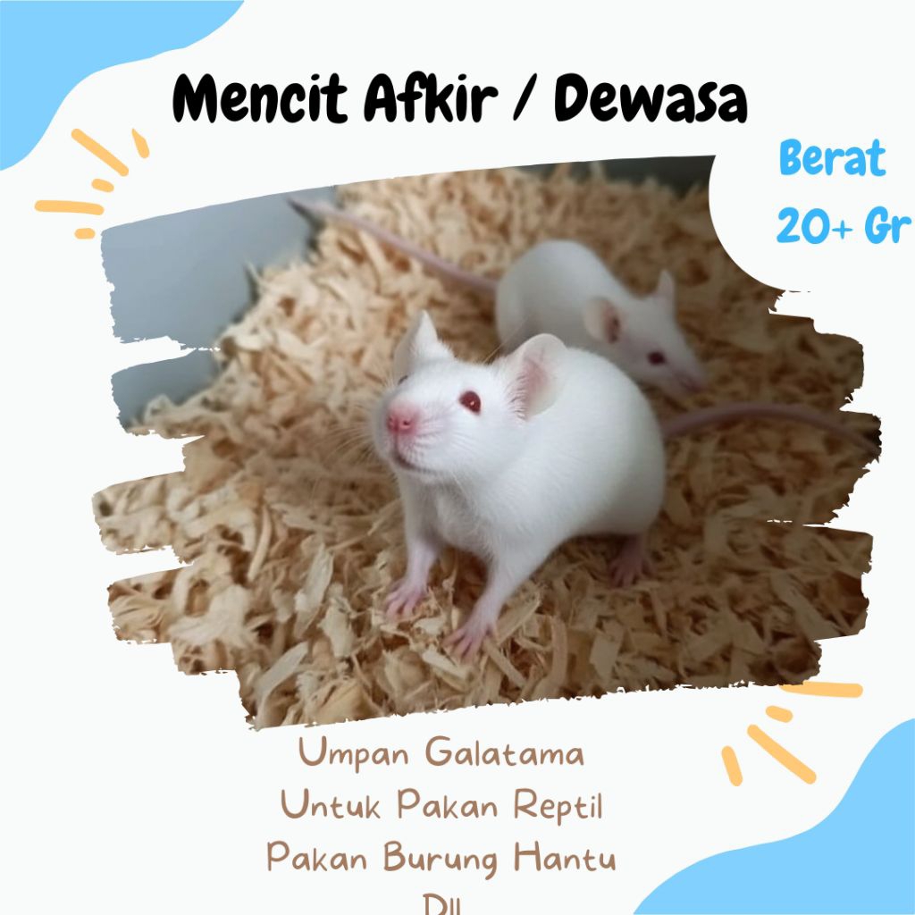 Mencit / Tikus Putih Afkir Dewasa – Pakan Ular, Reptil & Hewan Predator