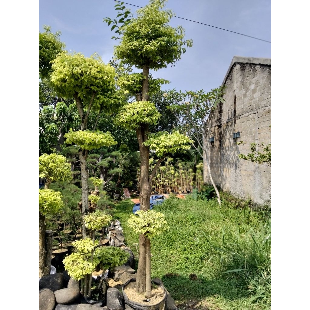 Bonsai anting Putri 3meter besar bonsai taman anting Putri