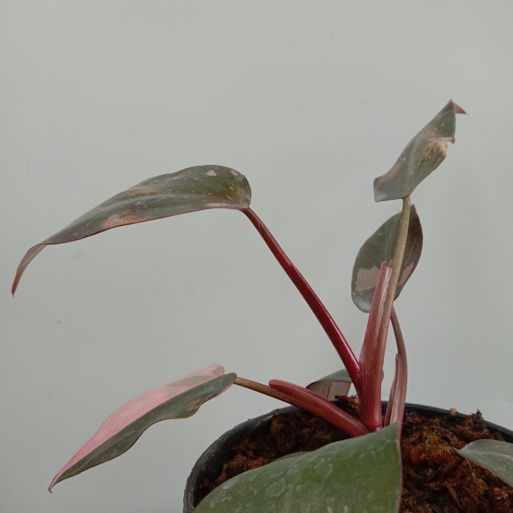 Philodendron Pink Princess Original / Philo Pink Princes