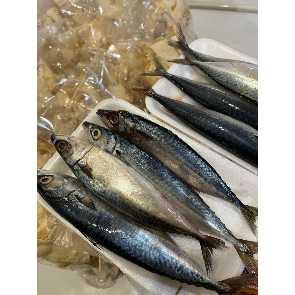 ikan makarel/sarden utuh