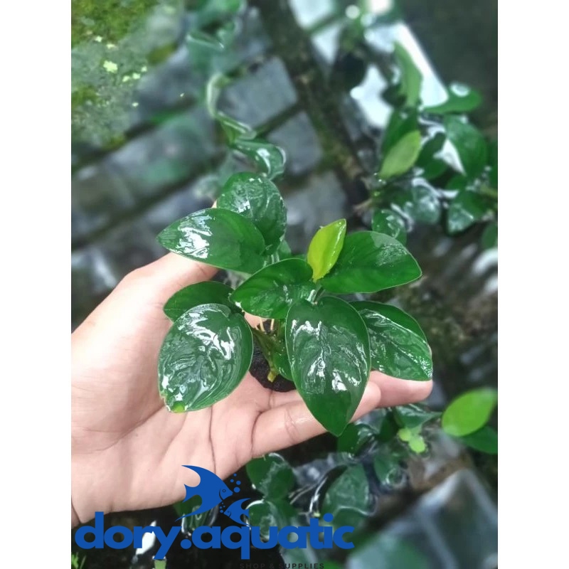 Anubias Nana Tanaman Aquascape Size S, M, L Tanaman Aquascape