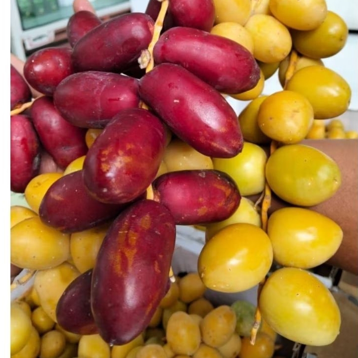(BACA DESKRIPSI) (PO) READY 7 JULI 2026 KURMA MUDA BARHEE 500 GR dan 1 KG | FREE TESPEK DAN SERBUK Z