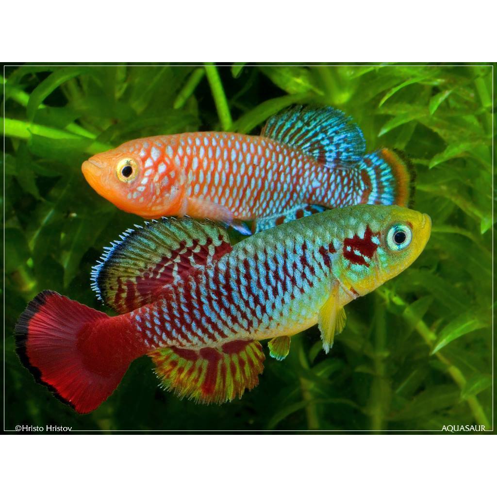 Ornamental Killifish Guantheri