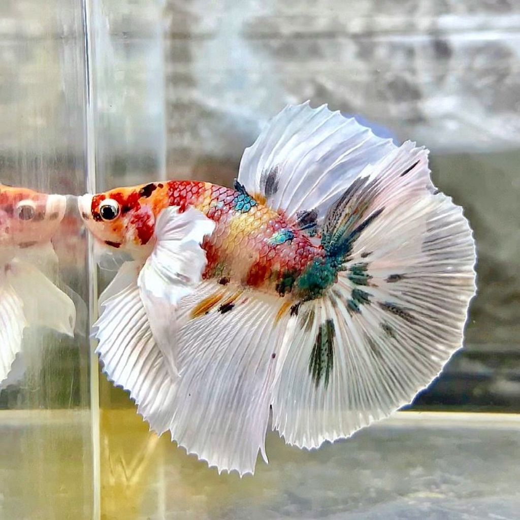 1 pair hmde candy multy collor top