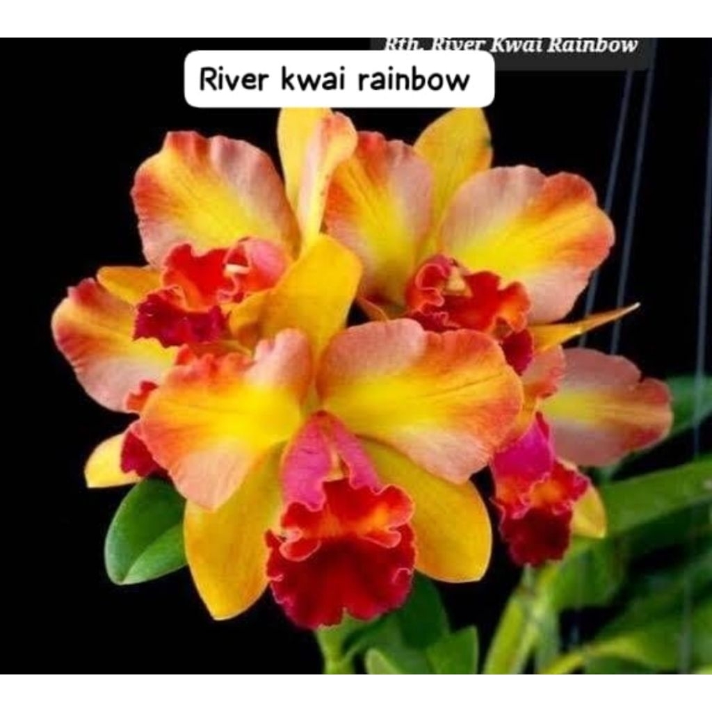 Cattleya river kwai raimbow