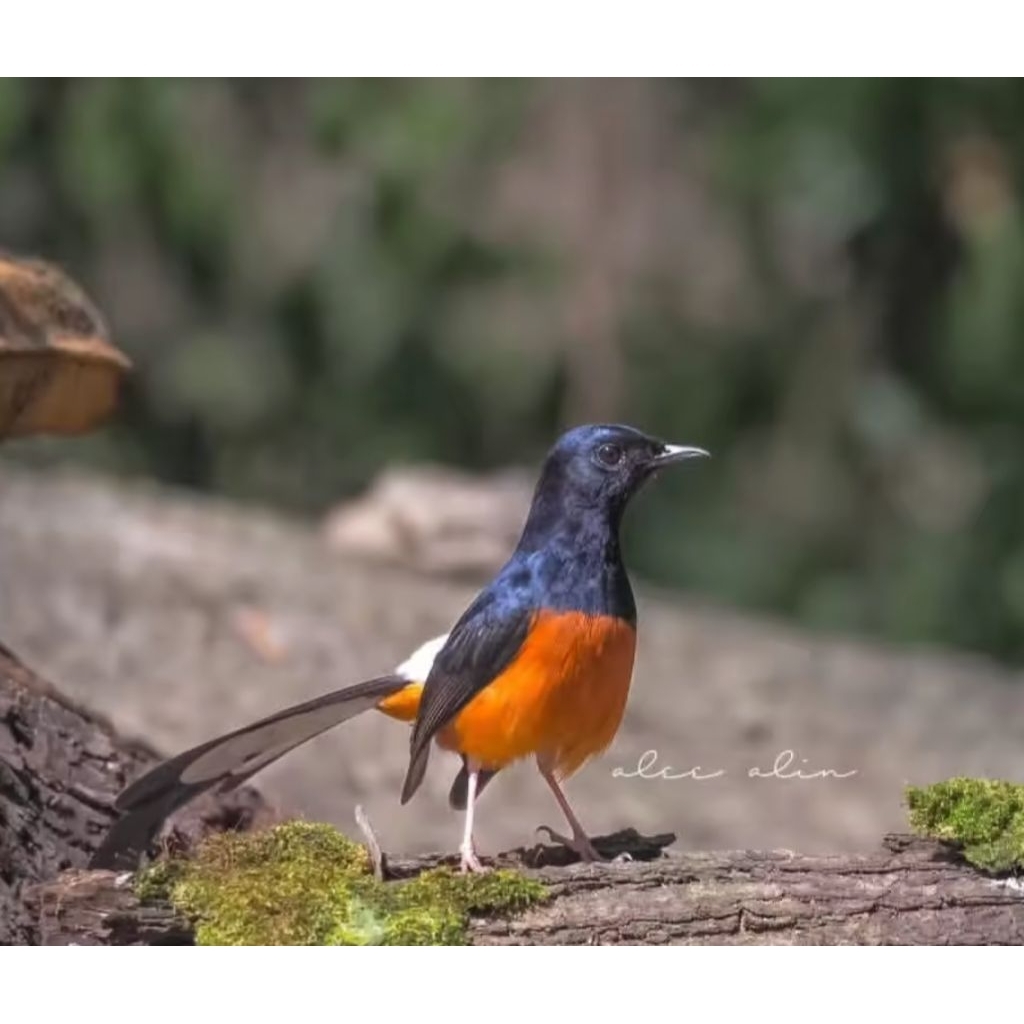 

telur tetas Murai-Ekor panjang fertil