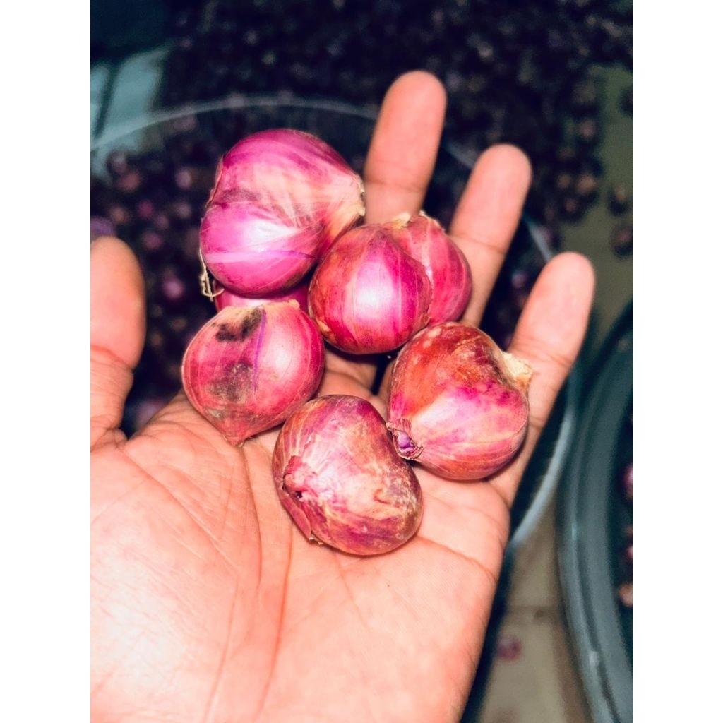 

bawang merah super jumbo kemasan 500gram