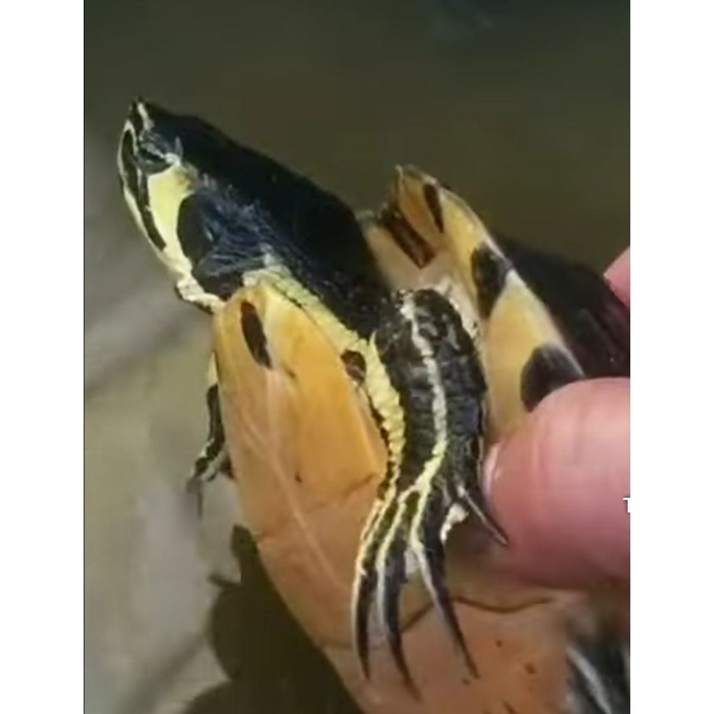 kura kura yellow belly jantan