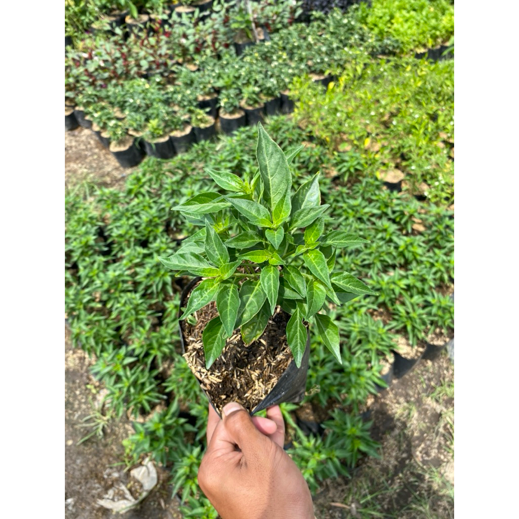 Bibit Tanaman Cabe Rawit Super / Cabai Rawit / Lombok Lalap