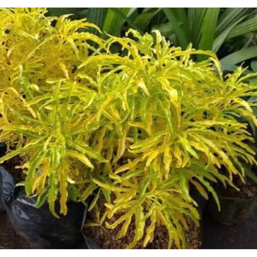 Tanaman Hias Brokoli- Tanaman Brokoli Bibit Tanaman Hias Brokoli-Tanaman Hias Brokoli