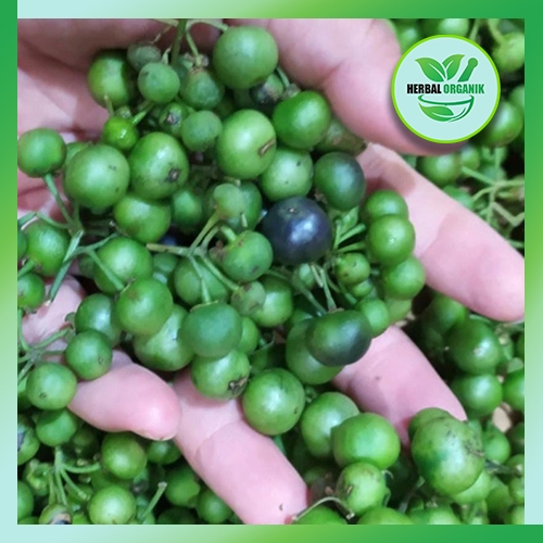 Buah Leunca / Lenca Sayuran Segar 100 Butir herbal organik