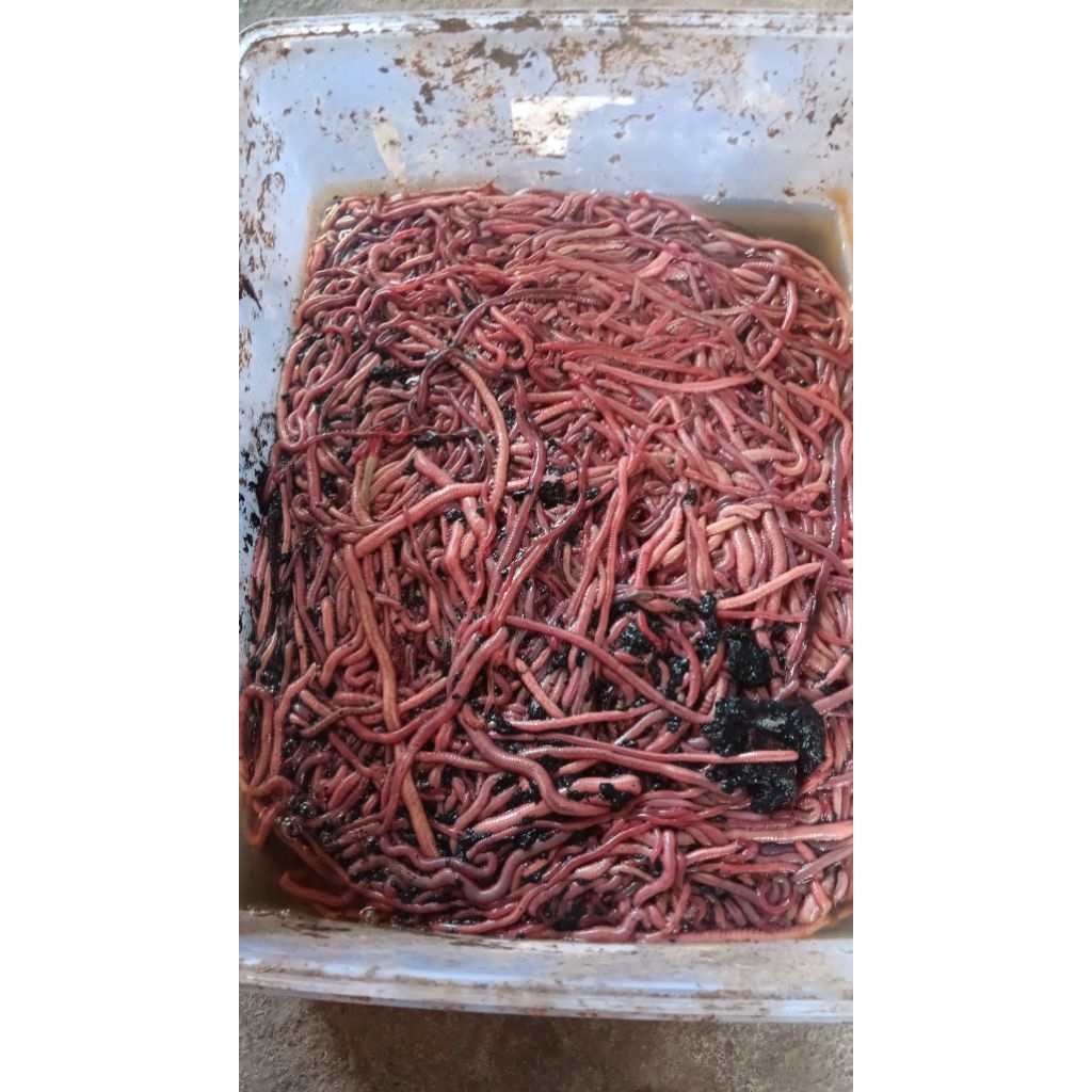 Cacing nipah / canip / pumpun / kapang