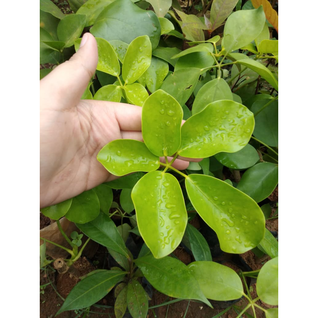 Bibit Tanaman Langka Tlogosari - Bisa Untuk Bonsai - Tanaman Pembawa Rezeki