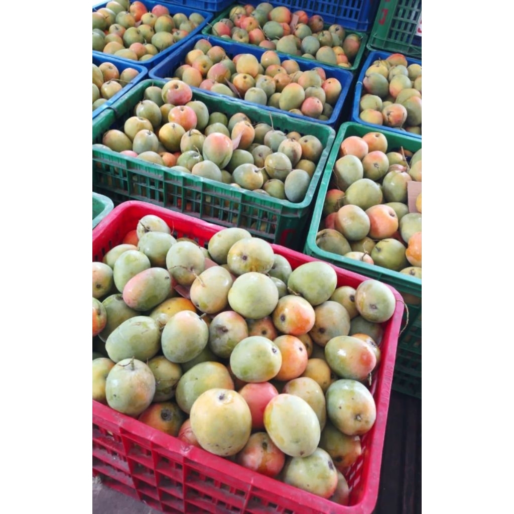 

Buah MANGGA GINCU MAJALENGKA