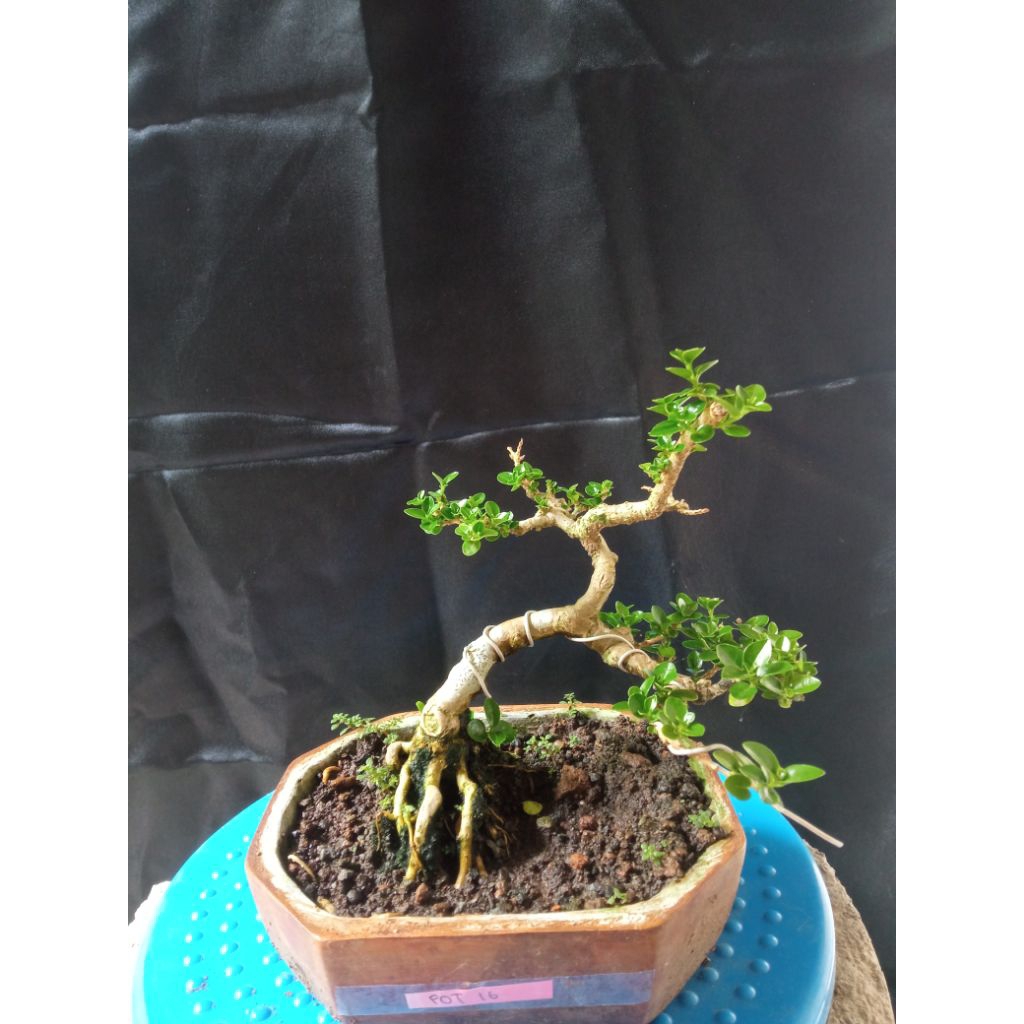 Bonsai sancang setengah jadi