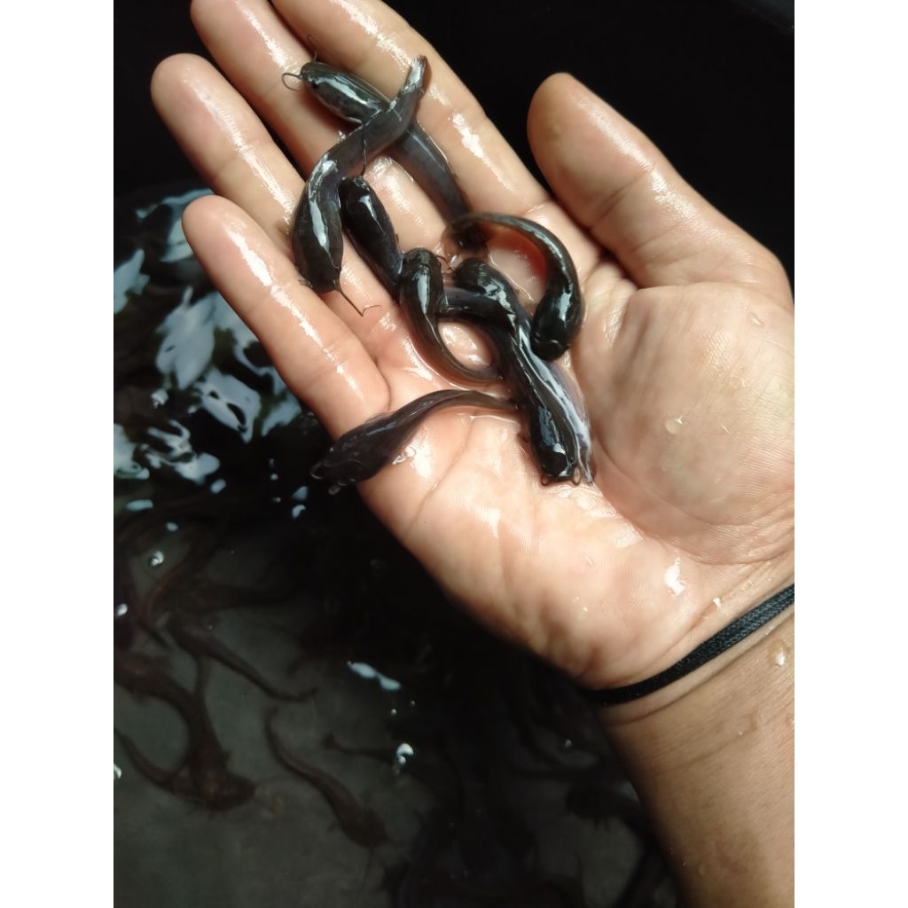 Bibit ikan lele ukuran 4-5cm isi 100