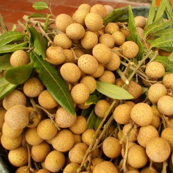 Tanaman Kelengkeng Aroma Durian BERBUNGA