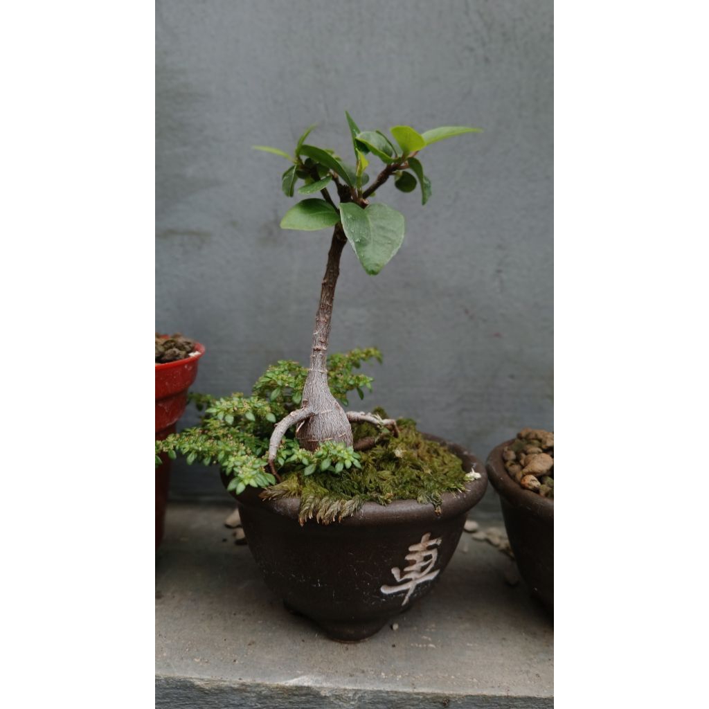 Bonsai Size Shito-Ficus Microcarpa dari Biji bercaudex, dalam Pot Keramik Cantik Siap Pajang
