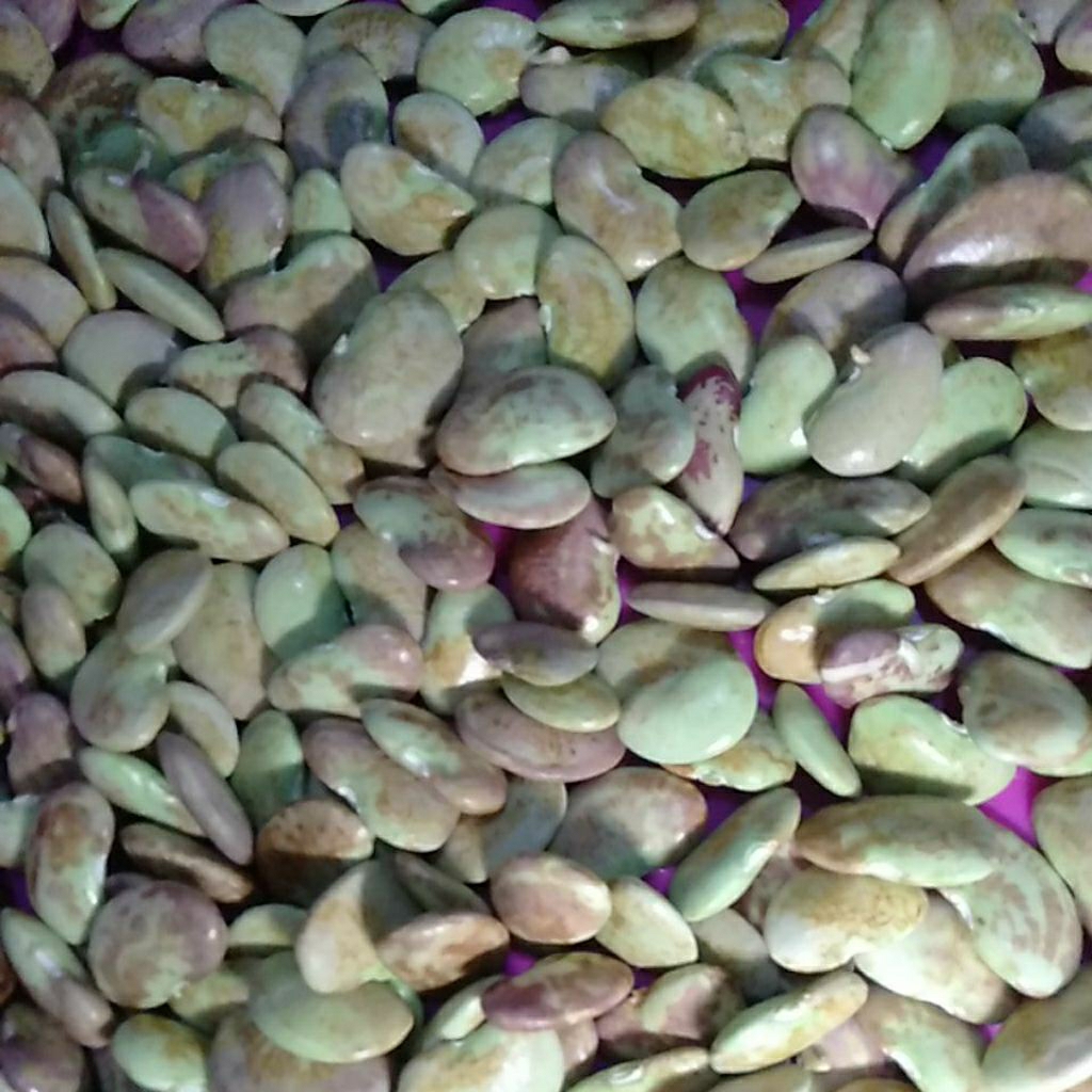 Kacang Koro Hijau mentah segar