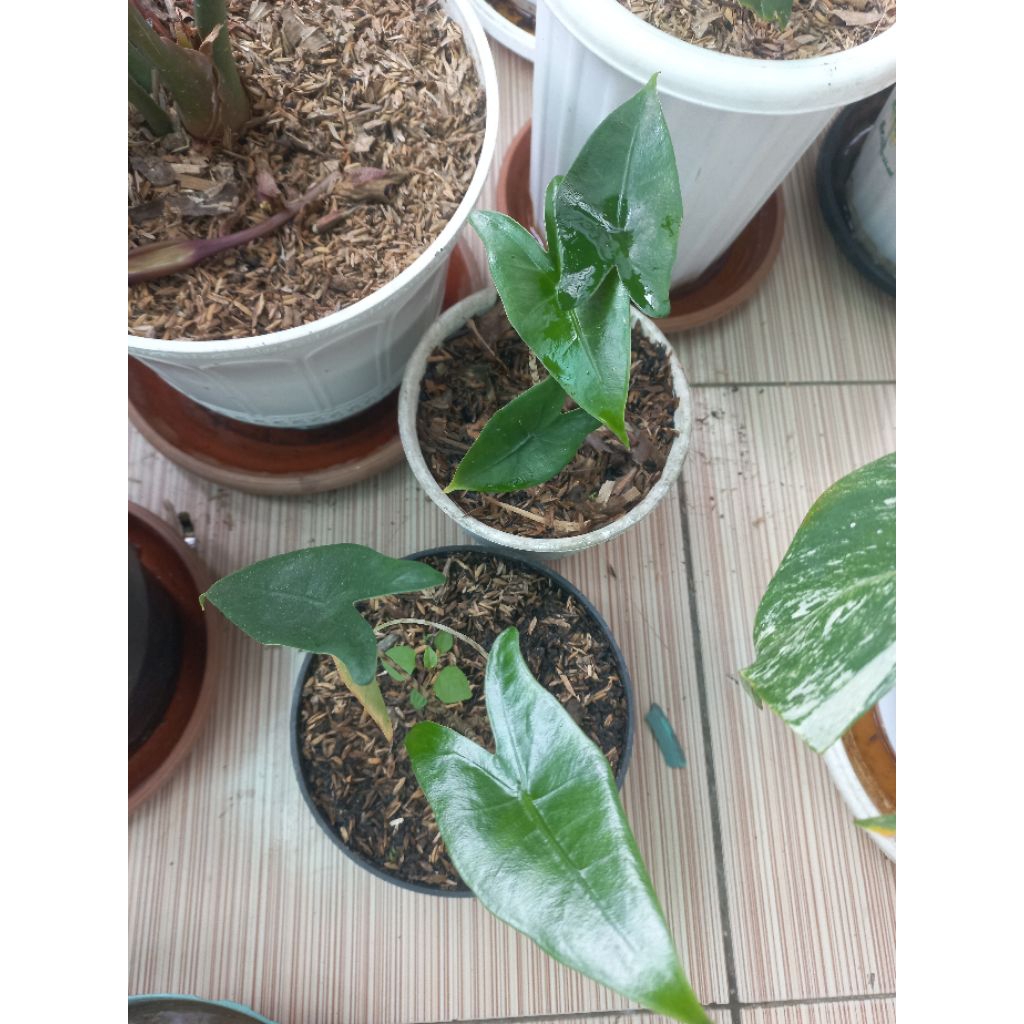 Tanaman hias Alocasia zebrina import filiphina original