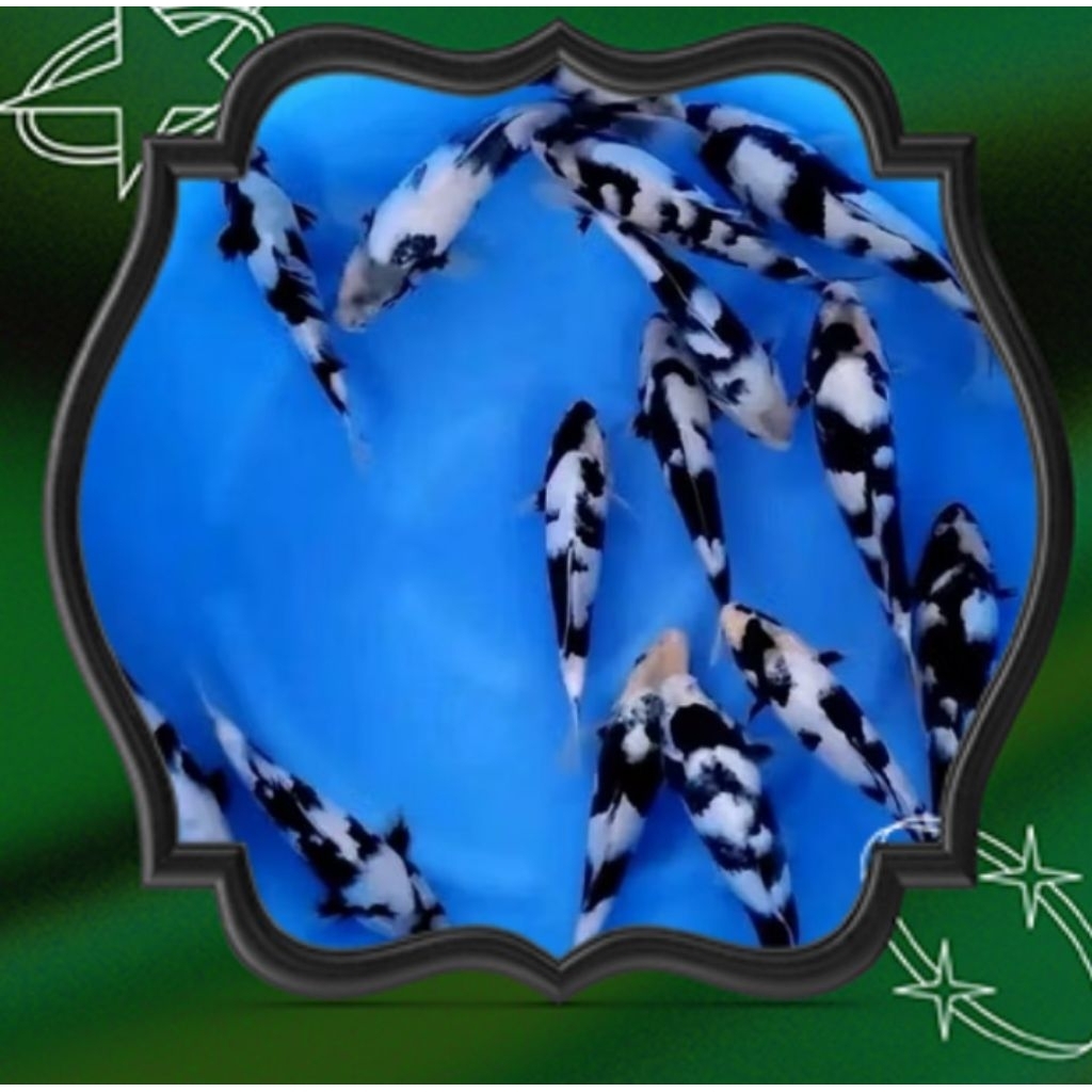 hiasan aquarium koi blitar shiro sizi 15cm