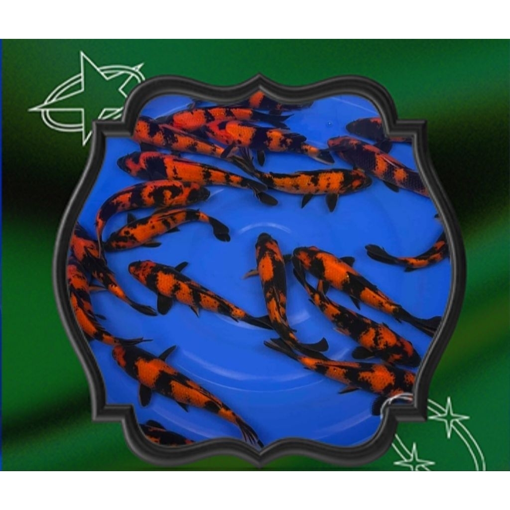 hiasan aquarium koi blitar hi utsuri sizi 15cm