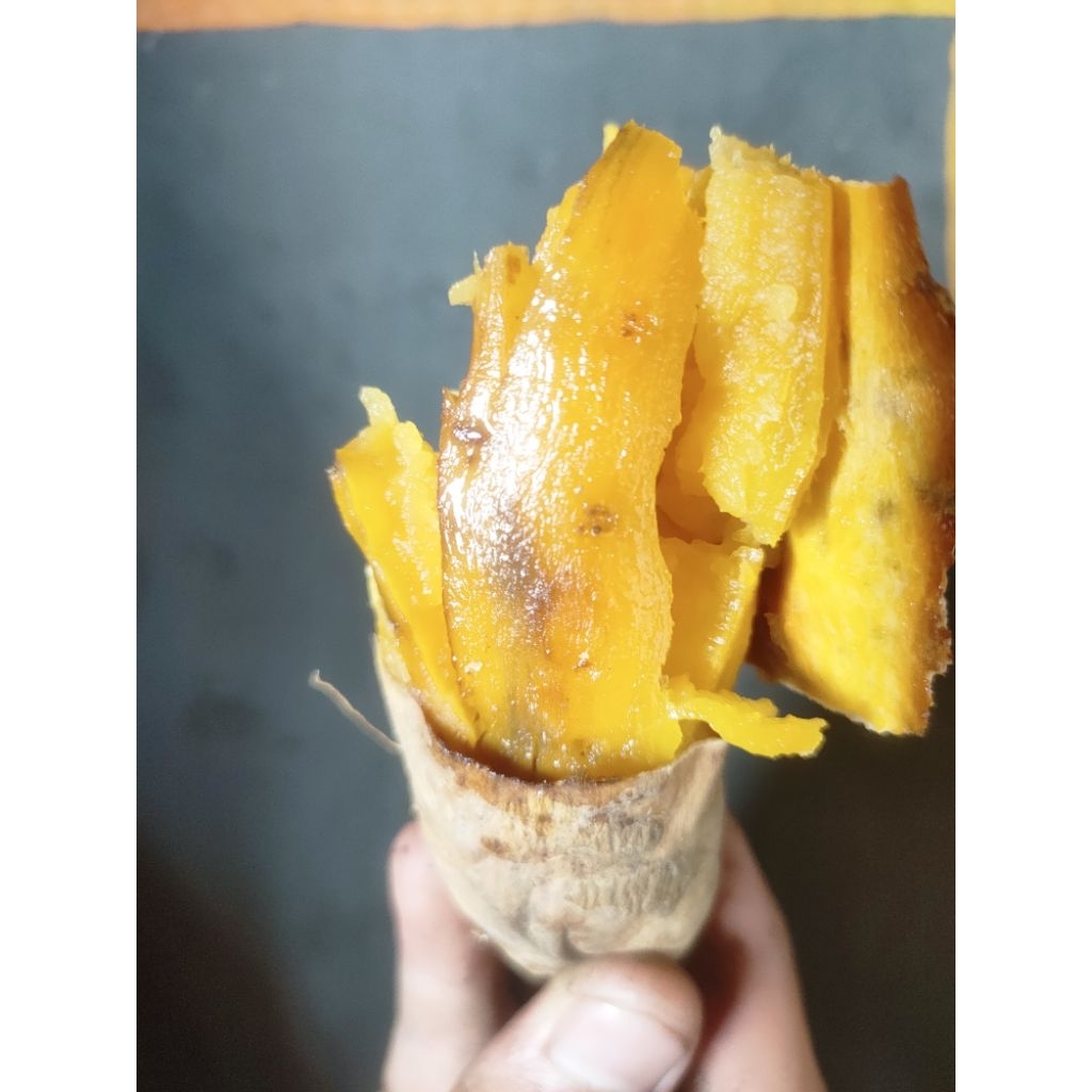 

ubi madu cilembu ukuran sedang