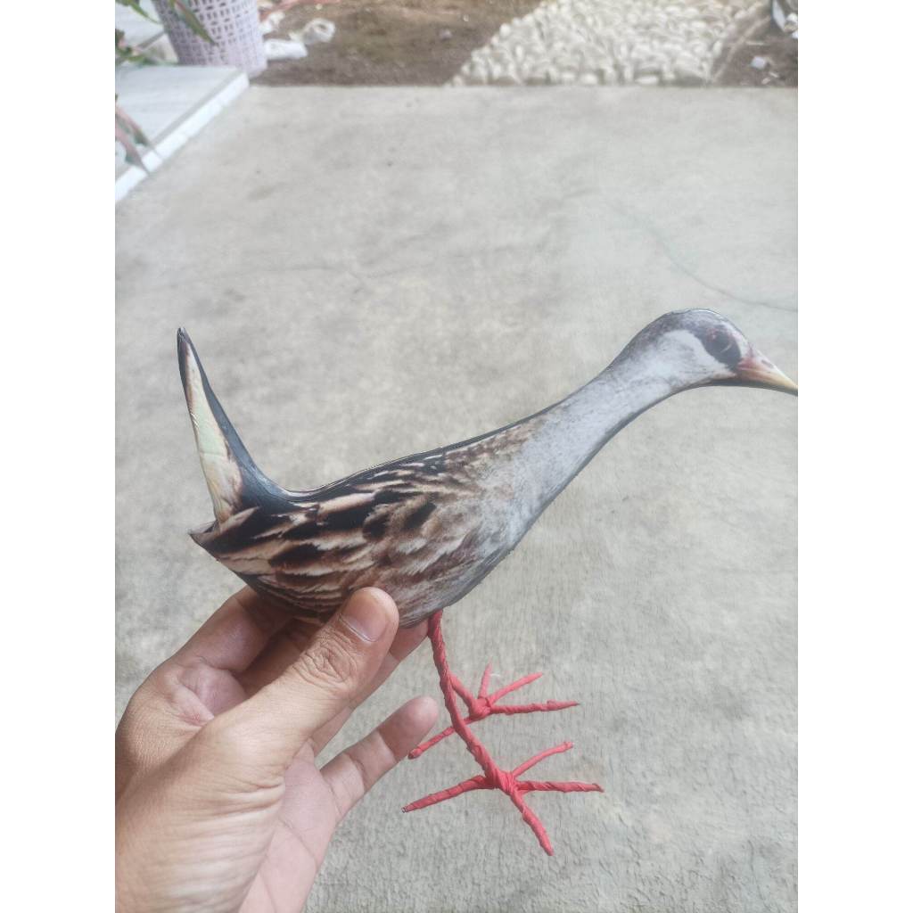 JONTROT BURUNG KECIL SINTAR TIKUSAN ALIS PUTIH BURUNG WERIS SINTAR SULAWESI AMPUH TAHAN PENYOK