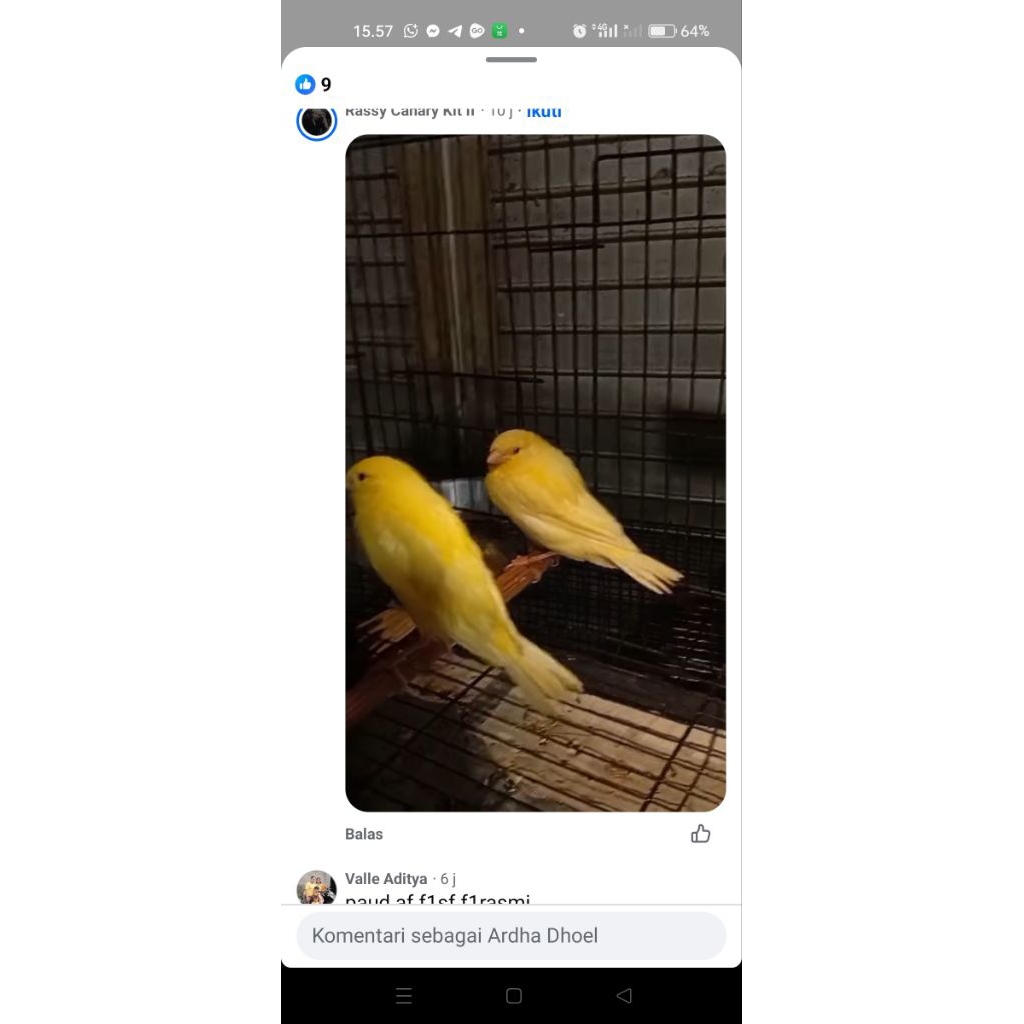 kenari Rasmi Iran ring 2025