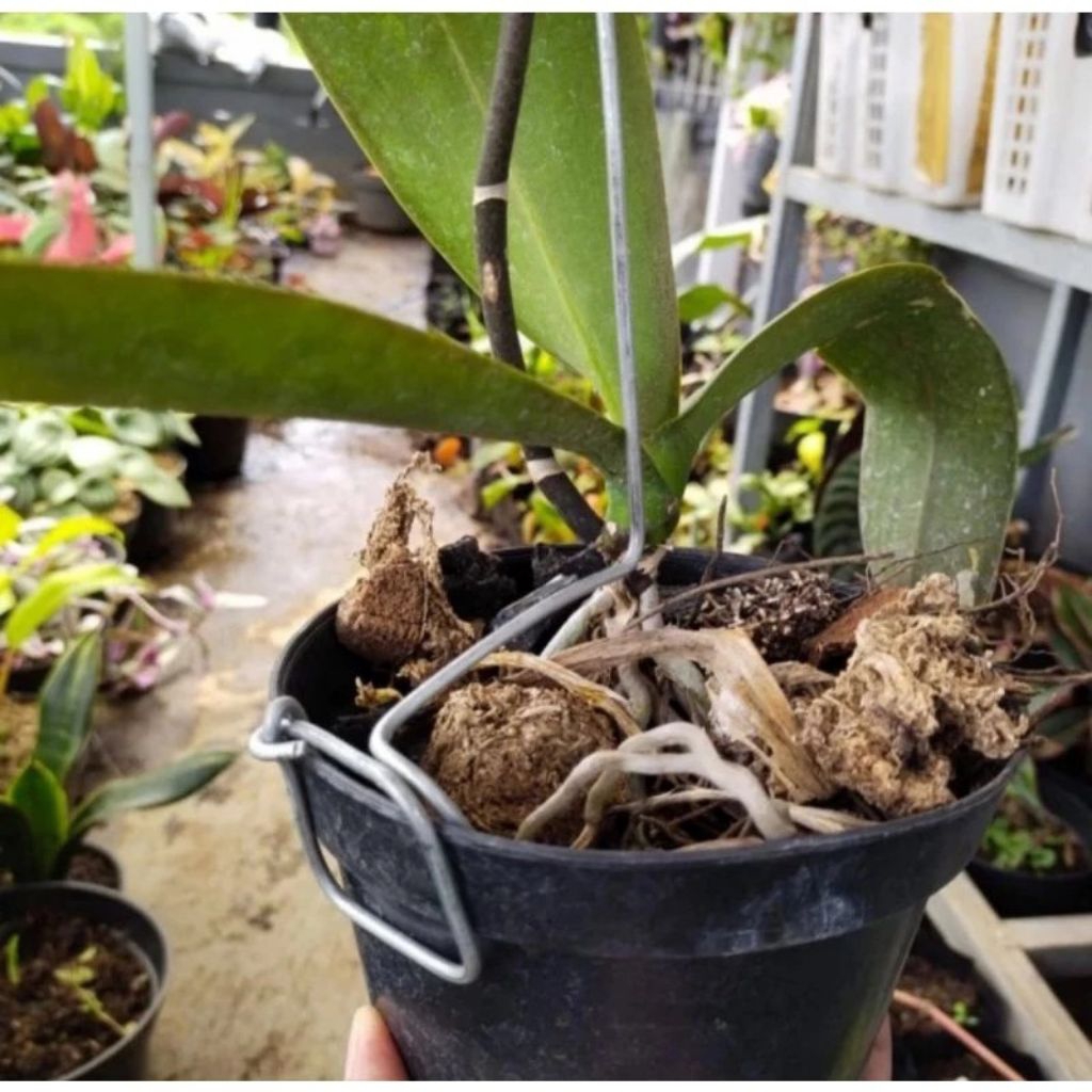 kawat turus anggrek,kawat penyangga pot tanaman anggrek,kawat penyangga,kawat penegak