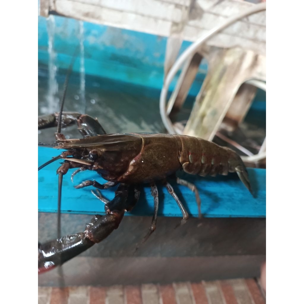 Indukan Lobster Bergaransi 3 hari | Indukan lobster 4 Inch | 5 inch | 6 inch | Lobster Air Tawar Red