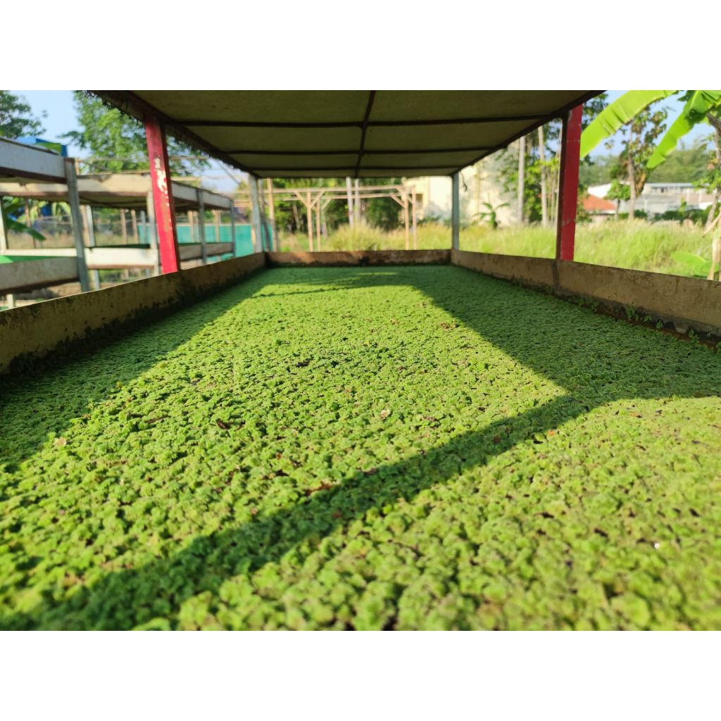 Bibit Azolla kemasan 500gram
