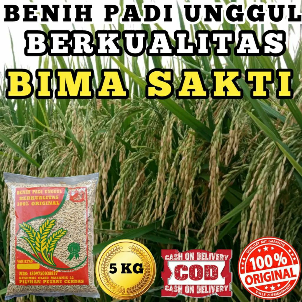 (5kg) BENIH BIBIT PADI BIMA SAKTI ORIGINAL100% SUPER BERKUALITAS
