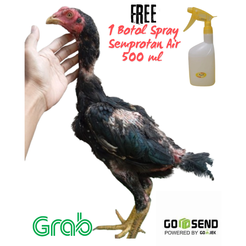 Ayam Bangkok Muda/ ORI khusus jantan