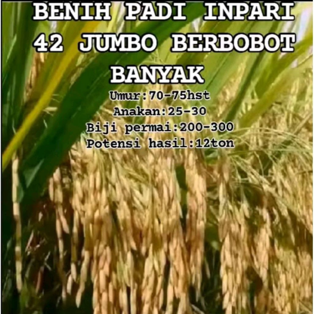 BENIH BIBIT PADI INPARI 42 JUMBO KEMASAN 1KG