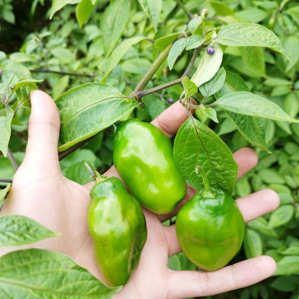 paket 5 pohon bibit cabe gendot viral