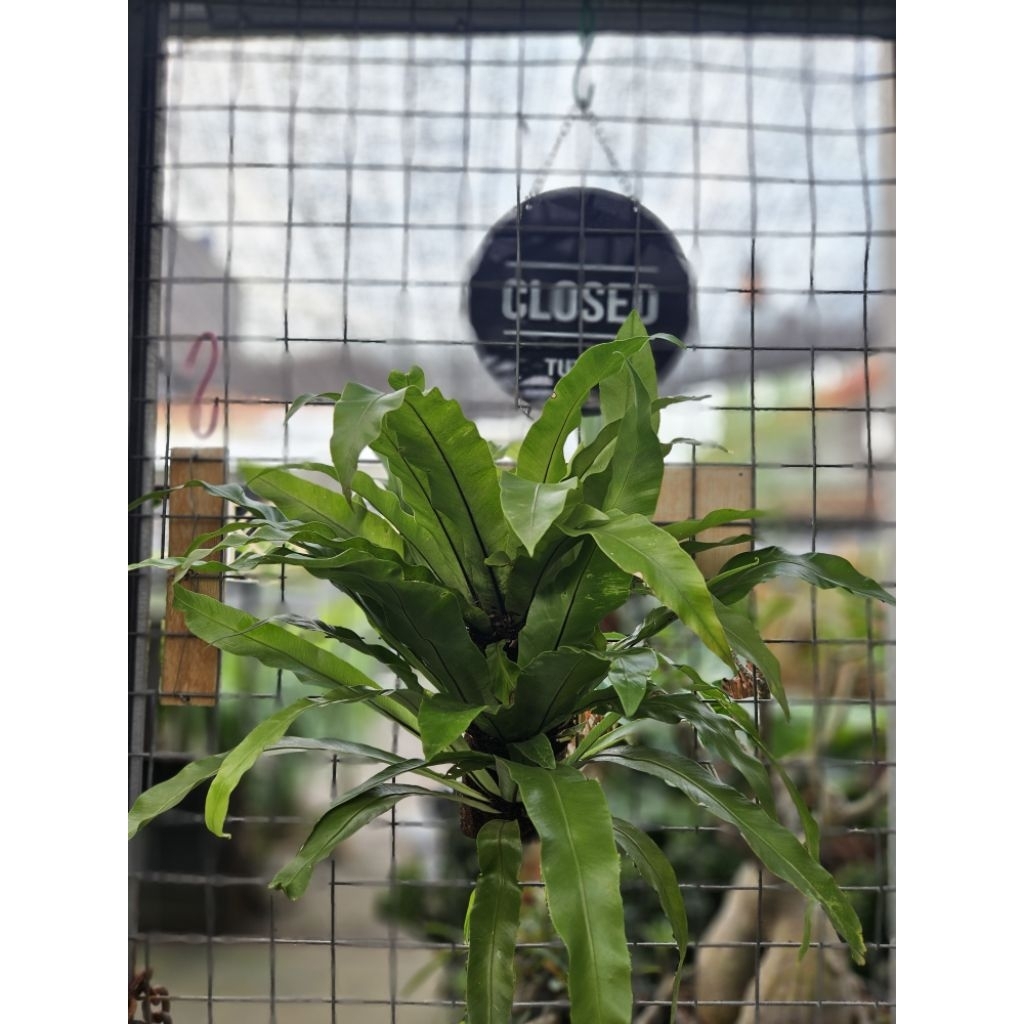 Tanaman Kadaka Tempel / Kadaka